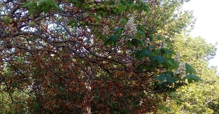 Даже деревьям хочется весны: в Очакове зацвел каштан