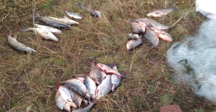 На Николаевщине браконьерили жители Кривого Рога – сетями выловили 37 кг рыбы