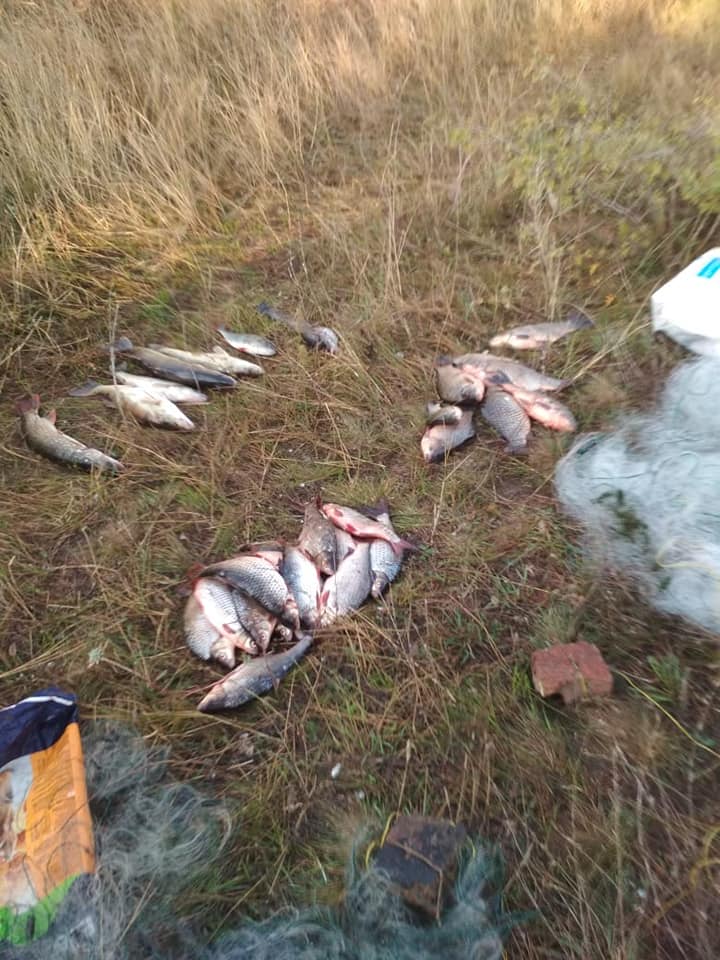 На Николаевщине браконьерили жители Кривого Рога – сетями выловили 37 кг рыбы 3