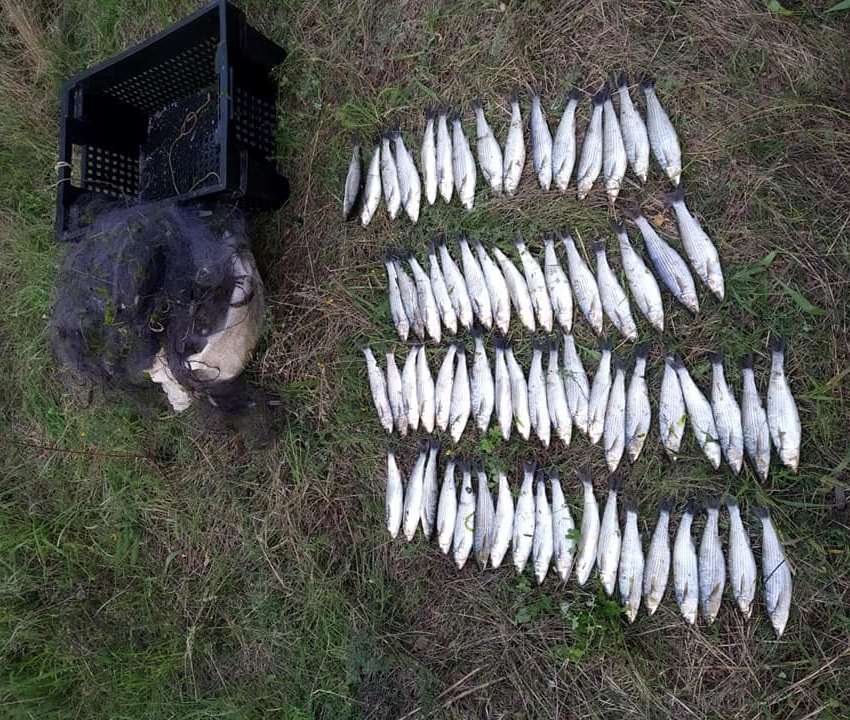 За сутки Николаевский рыбоохранный патруль изъял у браконьеров почти 45 кг рыбы и раков 3