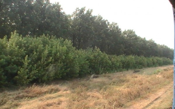 На Николаевщине браконьера, вырубившего дубов на 35 тысяч, «наказали» штрафом в 850 гривен