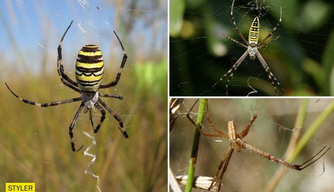 Окружают. В Украине замечен опасный паук-оса