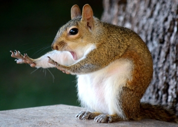Улыбнитесь, это мило: подведены итоги конкурса фотографий Comedy Wildlife Photography Awards