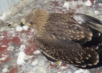 В Николаевском зоопарке приютили найденного сотрудниками НПП «Білобережжя Святослава» птенца орла