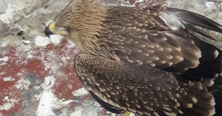 В Николаевском зоопарке приютили найденного сотрудниками НПП «Білобережжя Святослава» птенца орла