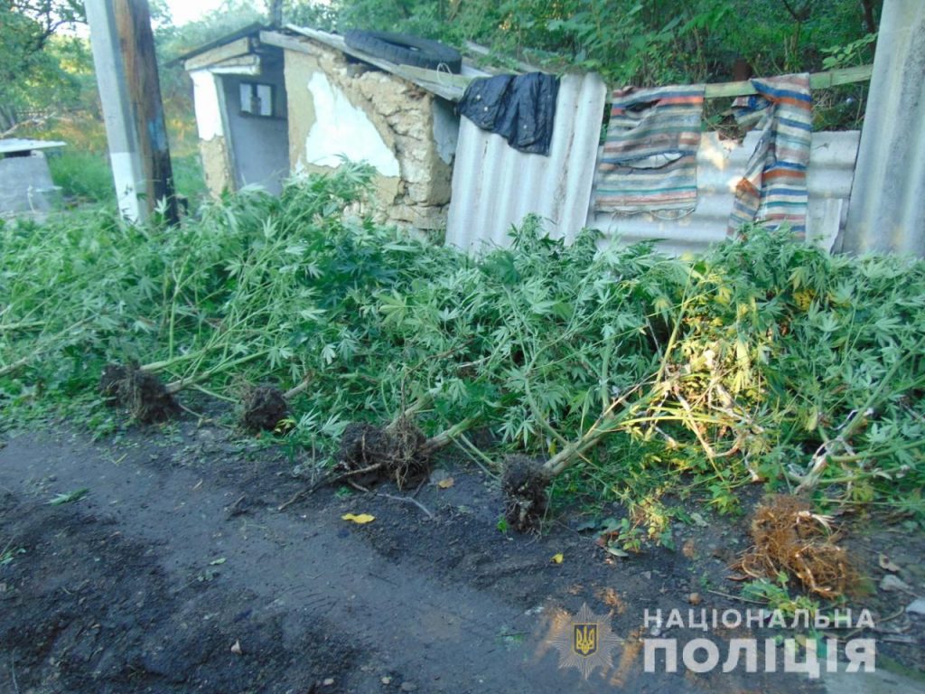 И полкило готовой сухой конопли, 44 куста растущей – на Николаевщине полиция нагрянула к очередному «агроному» 5