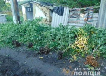 И полкило готовой сухой конопли, 44 куста растущей – на Николаевщине полиция нагрянула к очередному «агроному»