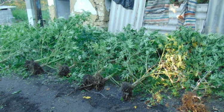 И полкило готовой сухой конопли, 44 куста растущей – на Николаевщине полиция нагрянула к очередному «агроному»