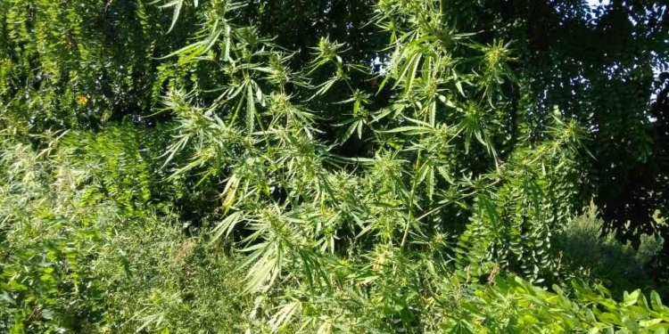 На любой вкус – и в растениях, и в готовом виде: в Первомайском районе нашли коноплю и пистолет с патронами