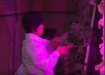 Первая в своем роде. В Корее в старом тоннеле обустроили ферму. Вертикальную