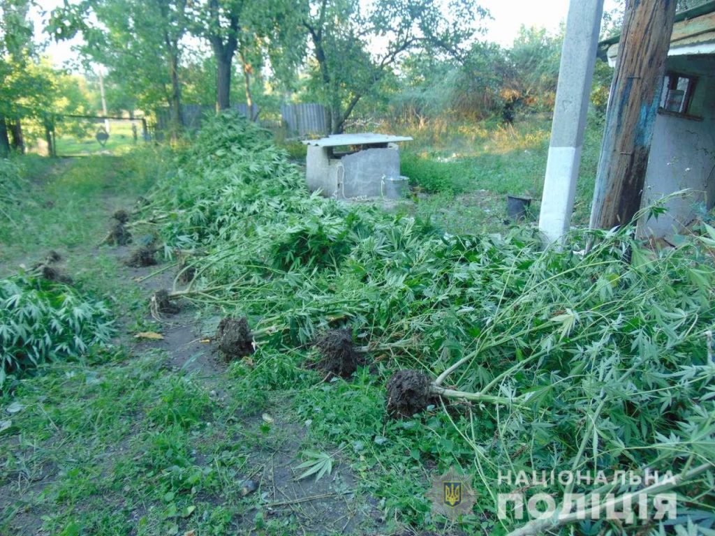 И полкило готовой сухой конопли, 44 куста растущей – на Николаевщине полиция нагрянула к очередному «агроному» 7