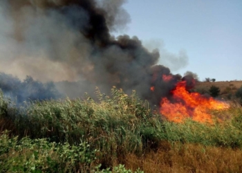 Пришлось даже останавливать движение на трассе – на Николаевщине пожарные потушили масштабный пожар сухой травы в курортной зоне Коблево
