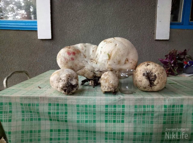 Очень даже грибные на Николаевщине места: сельский житель нашел дождевик весом 5,1 кг 7