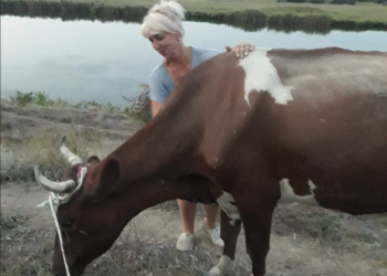 Опасное любопытство. Корова свалилась в глубокую яму – доставали спасатели