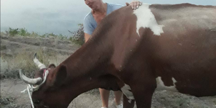 Опасное любопытство. Корова свалилась в глубокую яму – доставали спасатели