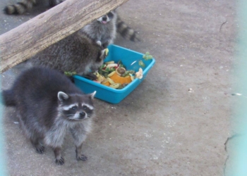 Маленькие николаевские биологи ближе познакомились с носухами и енотами из зоопарка