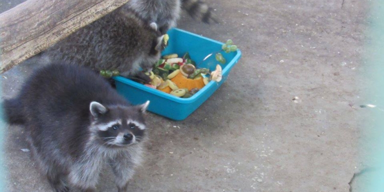 Маленькие николаевские биологи ближе познакомились с носухами и енотами из зоопарка
