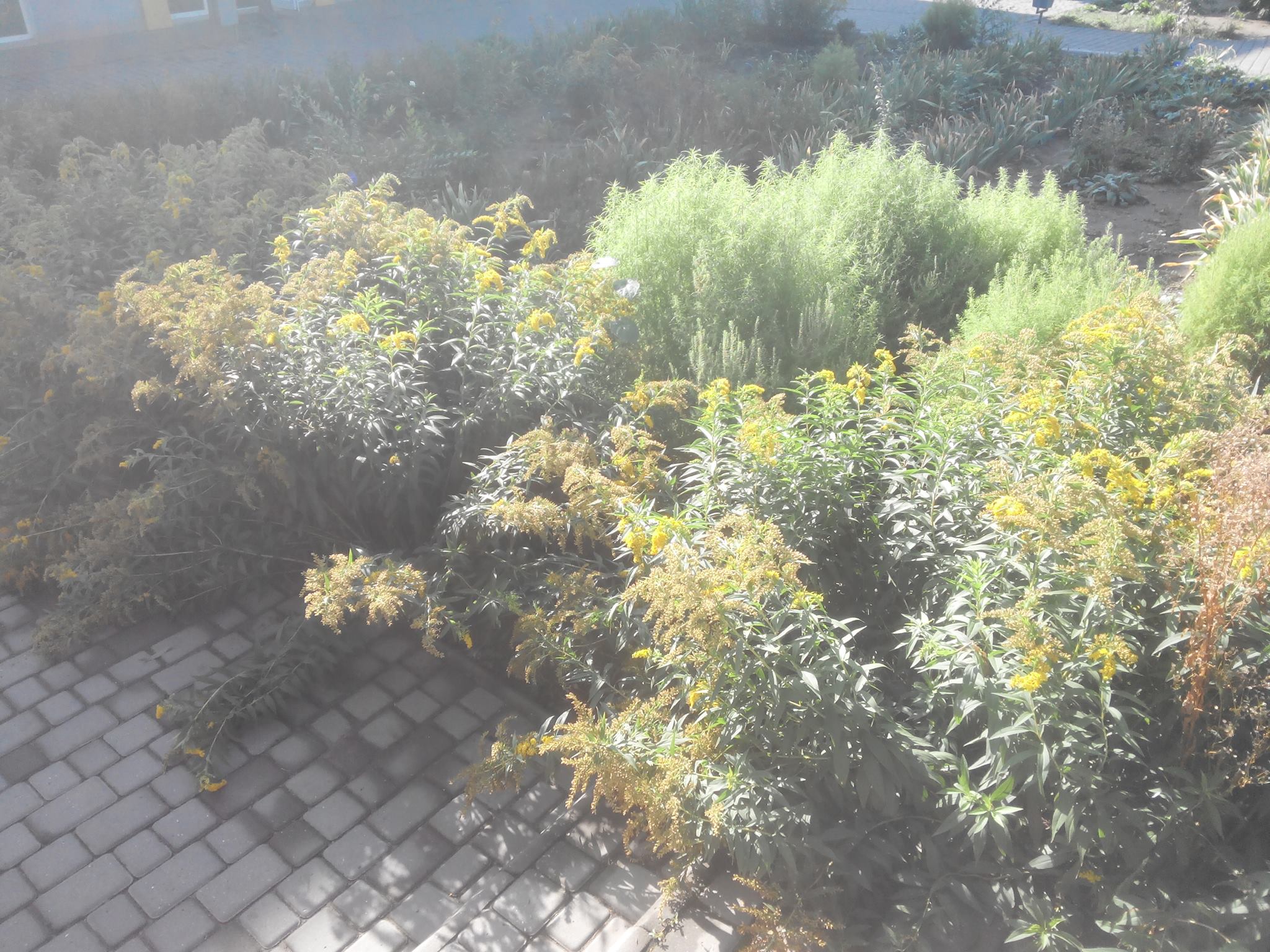 «Спасибо за честность и своевременность» – администрация Корабельного района «забыла» уничтожить амброзию после проведенного тендера