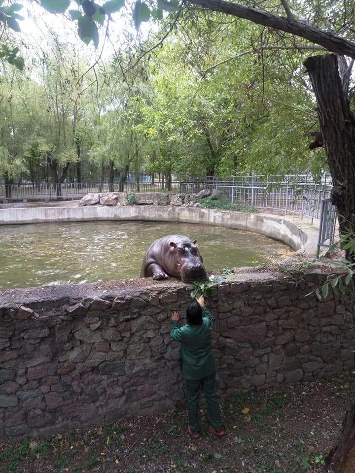 «И для фигуры полезно, и много интересного можно увидеть»: бегемотиха Рикки из Николаевского зоопарка освоила подтягивания 3