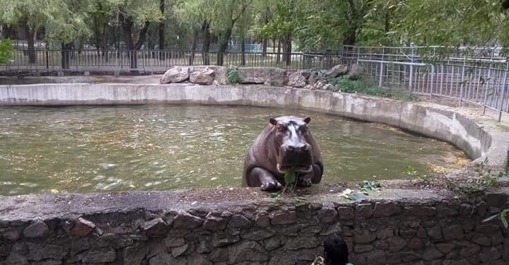 «И для фигуры полезно, и много интересного можно увидеть»: бегемотиха Рикки из Николаевского зоопарка освоила подтягивания