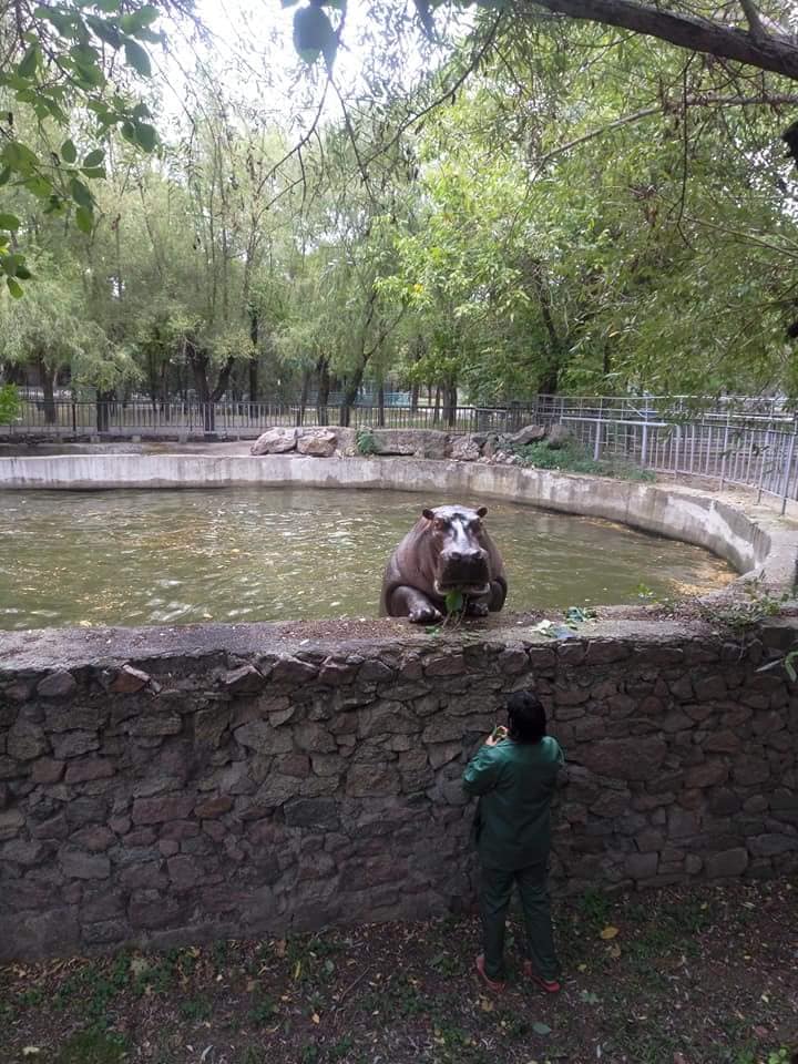 «И для фигуры полезно, и много интересного можно увидеть»: бегемотиха Рикки из Николаевского зоопарка освоила подтягивания 1
