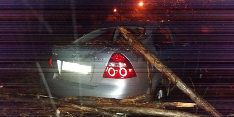 Непогода валила деревья на автомобили в Николаеве