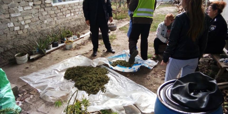 Запасы на зиму: в Новом Буге задержали женщину, которая “для себя” запасла 2 кг каннабиса