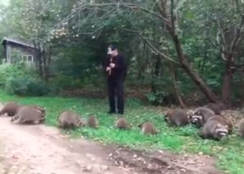 Американец приманил диких енотов игрой на флейте