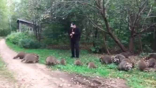 Американец приманил диких енотов игрой на флейте