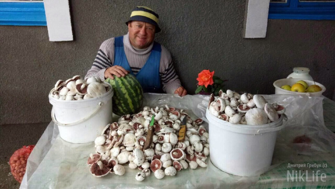 Очень даже грибные на Николаевщине места: сельский житель нашел дождевик весом 5,1 кг 9