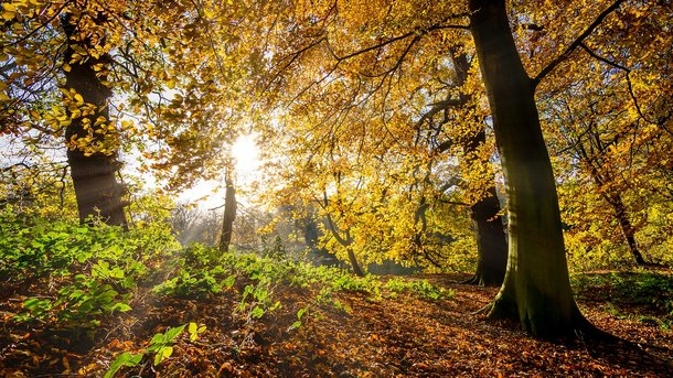 Бабье лето будет коротким: синоптики рассказали, как изменится погода
