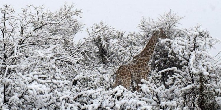 Жирафы и слоны в снегу. Последствия снегопада в Африке