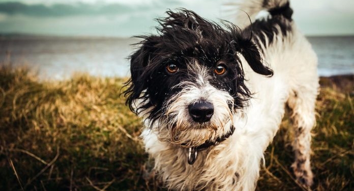 В Коблево планируют создать приют для бездомных животных