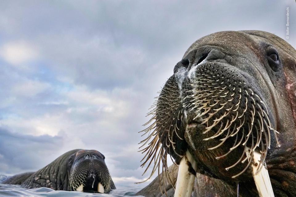 Wildlife Photographer of the Year: какие фотографии вышли в финал всемирно известного конкурса 15