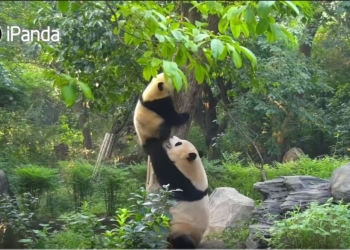 Все, как у людей. Как панды воспитывают расшалившихся детей