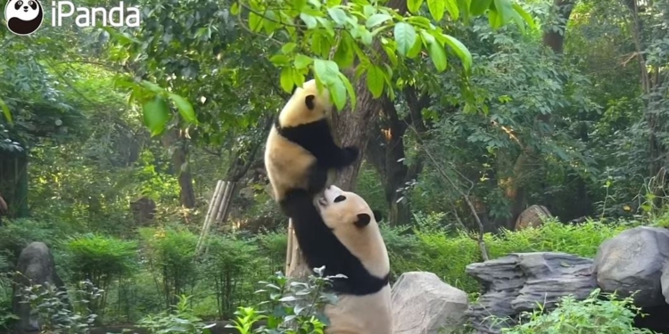 Все, как у людей. Как панды воспитывают расшалившихся детей