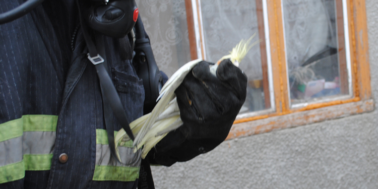 Пожар в Николаеве. Сосед вынес из дома детей, а спасатели – попугая