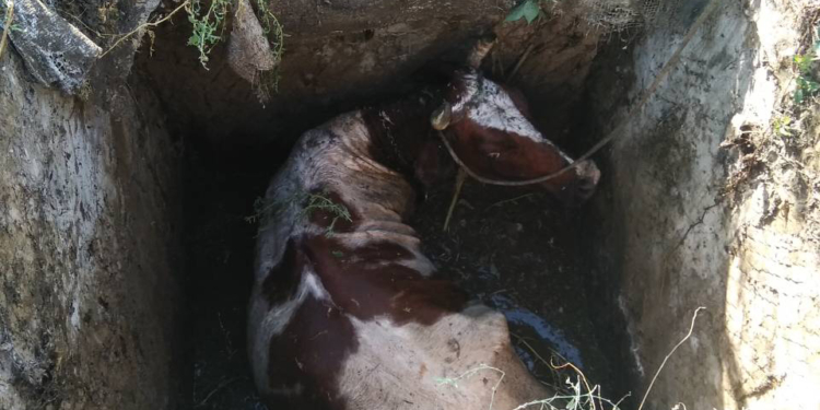 Лучше бы на пляж. В Черноморке корова свалилась в выгребную яму
