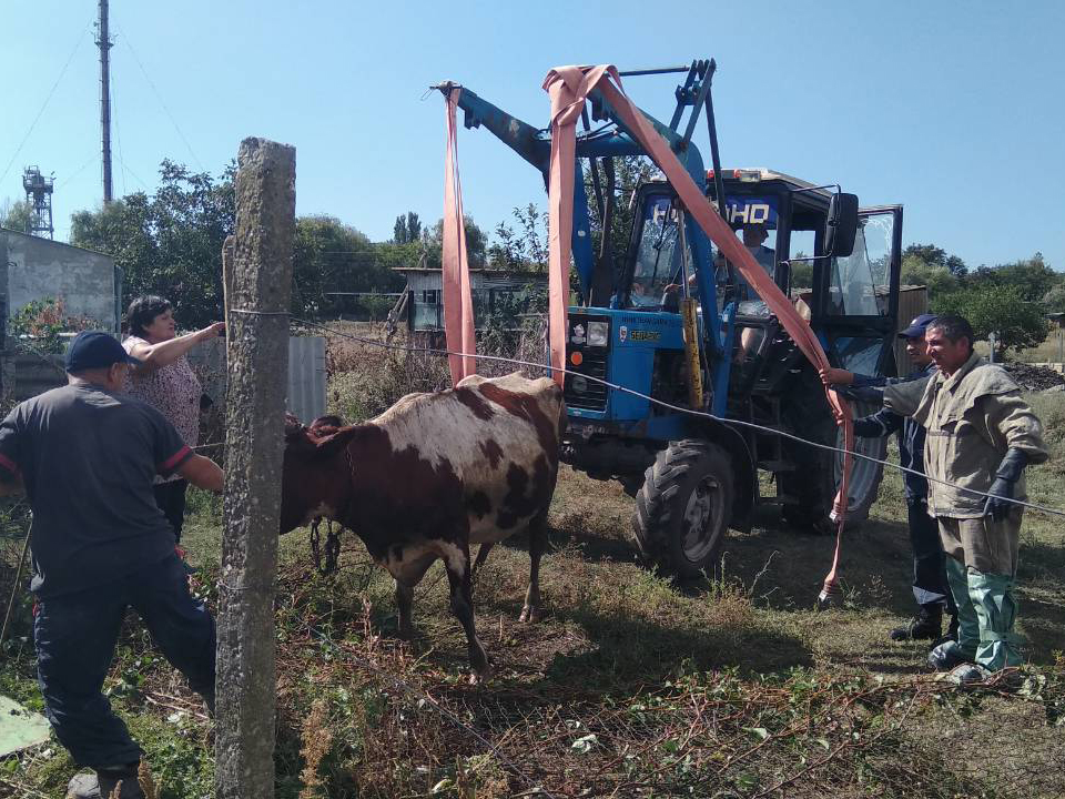 Лучше бы на пляж. В Черноморке корова свалилась в выгребную яму 2