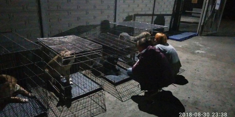 В Николаеве волонтеры забрали всех собак из “Центра защиты животных”