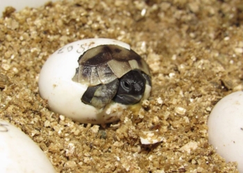 В Николаевском зоопарке показали новорожденного черепашонка