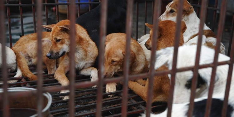 Власти вьетнамской столицы призывают граждан прекратить питаться собачатиной