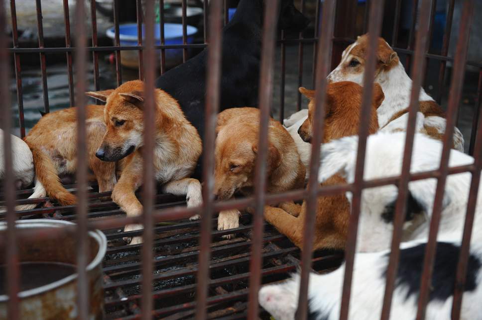 Власти вьетнамской столицы призывают граждан прекратить питаться собачатиной 1