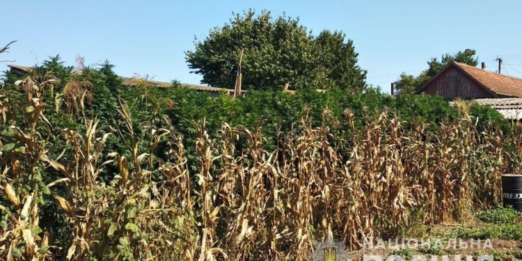 Выше кукурузы. На Николаевщине нашли плантацию элитной конопли на миллион гривен