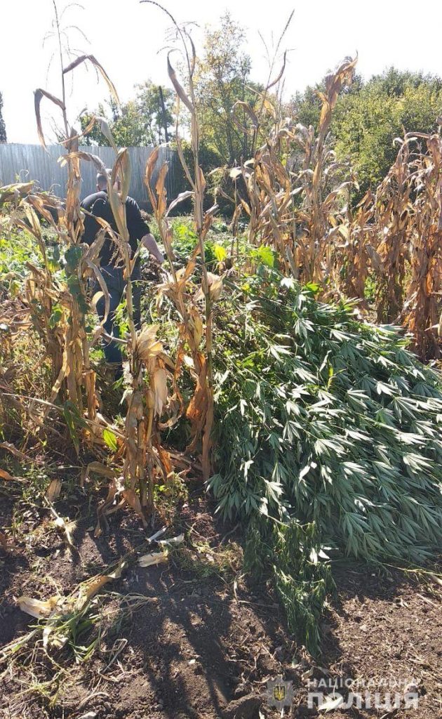 Выше кукурузы. На Николаевщине нашли плантацию элитной конопли на миллион гривен 7