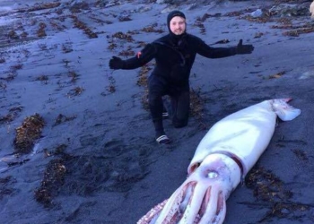 В Новой Зеландии на берег выбросило гигантского кальмара