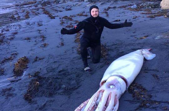 В Новой Зеландии на берег выбросило гигантского кальмара 3