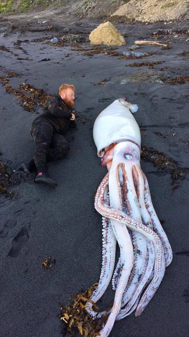 В Новой Зеландии на берег выбросило гигантского кальмара 1