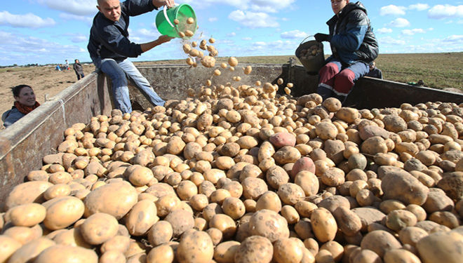 Уже не пропадем. В Украине прогнозируют небывалый урожай картофеля