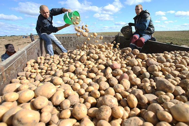 Уже не пропадем. В Украине прогнозируют небывалый урожай картофеля 1